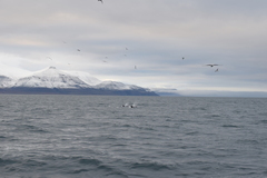 Lagenorhynchus albirostris