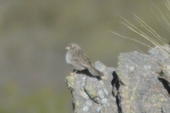 Rhopospina alaudina