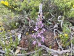 Stylidium brunonianum