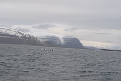 Lagenorhynchus albirostris