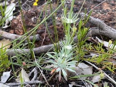 Stylidium brunonianum