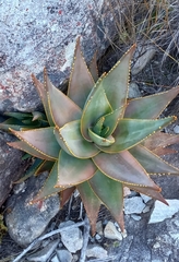 Aloe perfoliata