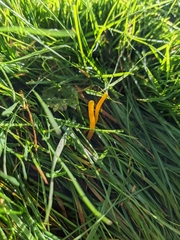 Clavulinopsis helvola