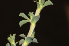 Polhillia involucrata