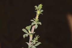 Polhillia involucrata