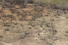 Polhillia involucrata