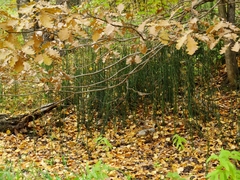Equisetum hyemale
