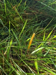 Clavulinopsis helvola