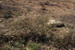 Polhillia involucrata