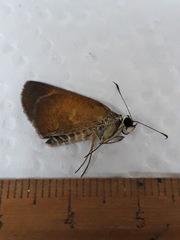 Synapte malitiosa
