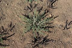 Polhillia involucrata