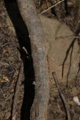 Polhillia involucrata