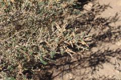 Polhillia involucrata