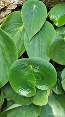 Peperomia flexinervia