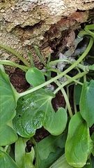 Peperomia flexinervia