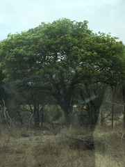 Kigelia africana