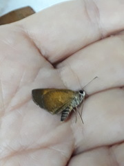 Synapte malitiosa