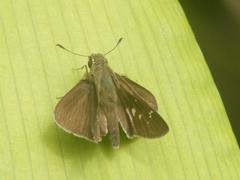 Torbenlarsenia gemella