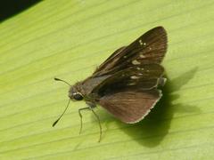 Torbenlarsenia gemella