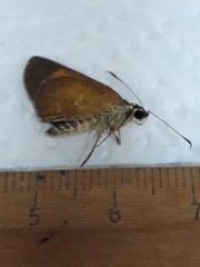Synapte malitiosa