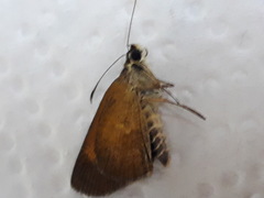 Synapte malitiosa