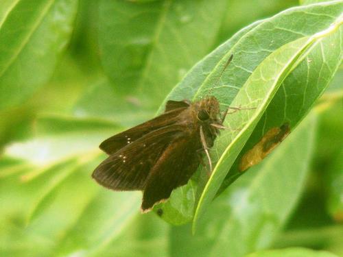Ferrous Swift