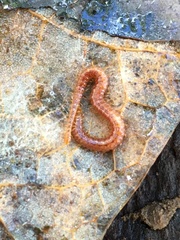 Strigamia branneri