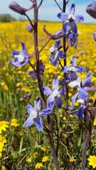 Delphinium recurvatum
