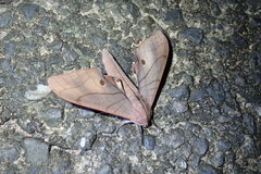 Marumba cristata bukaiana