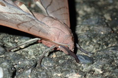 Marumba cristata bukaiana
