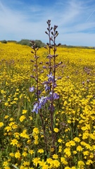 Delphinium recurvatum