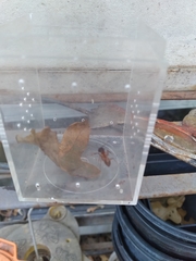 Camponotus americanus