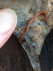 Strigamia branneri