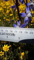 Delphinium recurvatum