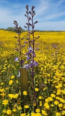Delphinium recurvatum
