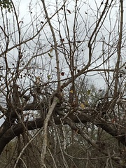 Combretum hereroense