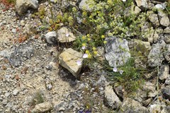Alyssum montanum