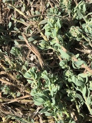 Corrigiola litoralis