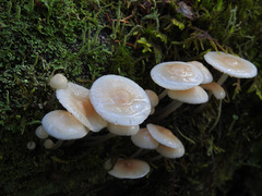 Mycena laevigata