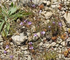 Chaenorhinum origanifolium crassifolium