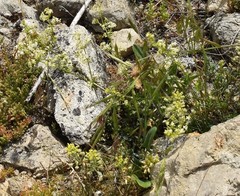 Galium lucidum