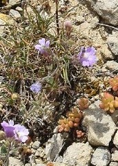Chaenorhinum origanifolium