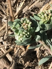 Corrigiola litoralis