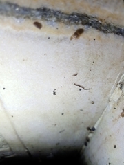 Rhynchodemus sylvaticus