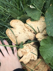 Cerioporus squamosus