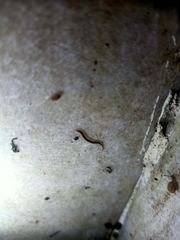 Rhynchodemus sylvaticus