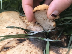 Cerioporus squamosus