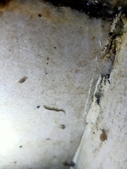 Rhynchodemus sylvaticus