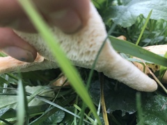 Cerioporus squamosus