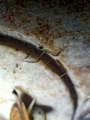 Rhynchodemus sylvaticus